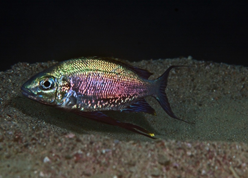 Cyathopharynx sp. 'green flush' Maswa